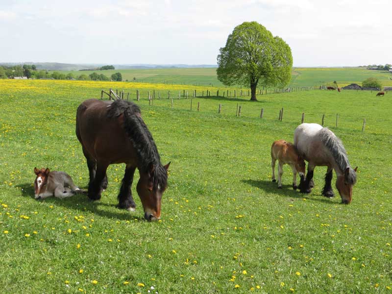 Adera und Kirina mit ihren Fohlen auf der Weide