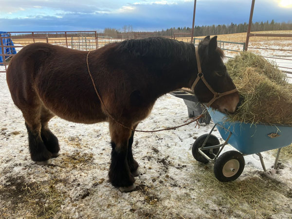 Canada 02/12/20/2025 4