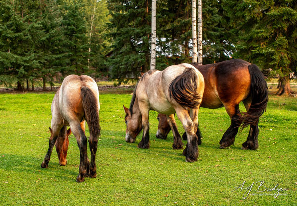 Canada 13092025 3 600