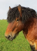 Kopfportrait von Emir