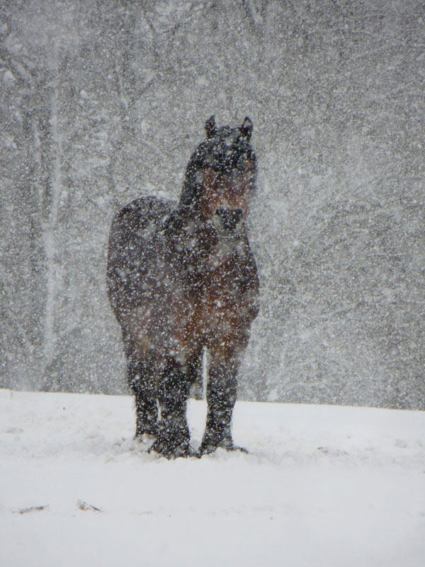 Emir dans la neige