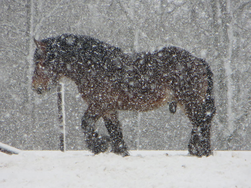 Emir marchant dans la neige