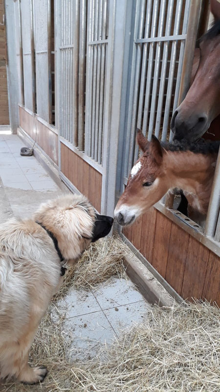 Stutfohlen Maia und Hund Pit beschnuppern sich im Stall
