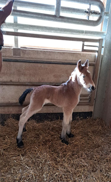 Selina Fillen Luna 2026 2 600