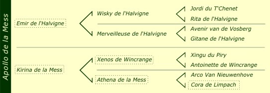 Pédigré Ines de la Mess