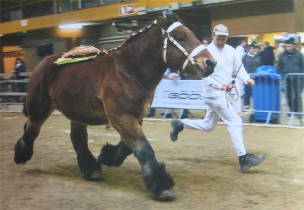 Aragon de la Mess