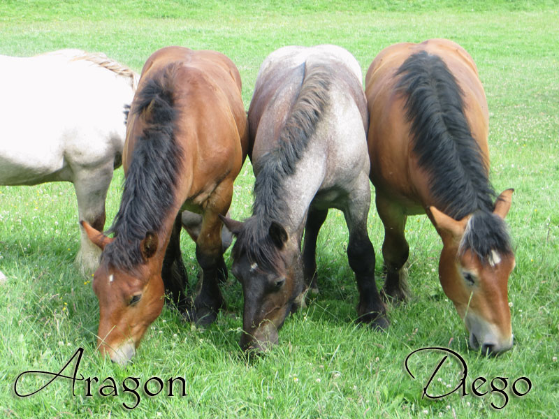Aragon & Diego