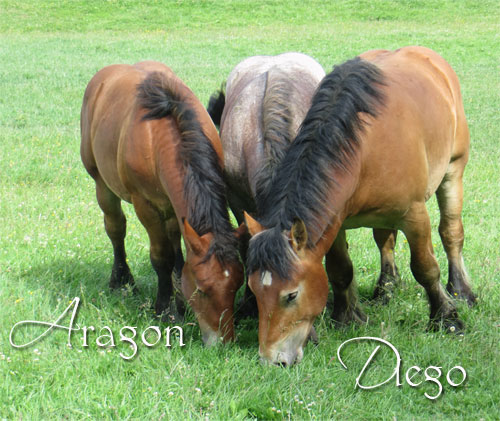 Diego & Aragon