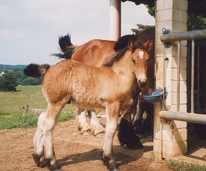Coca de la Mess