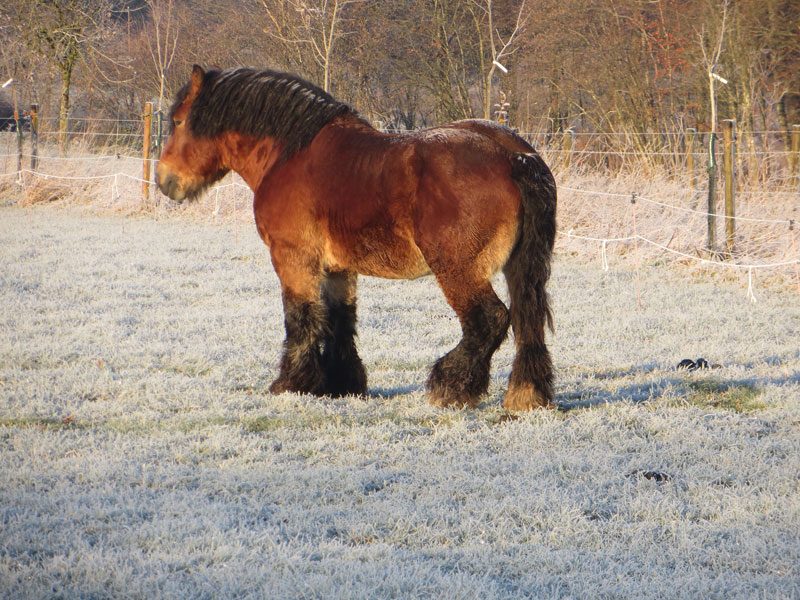 Emir de l'Halvigne