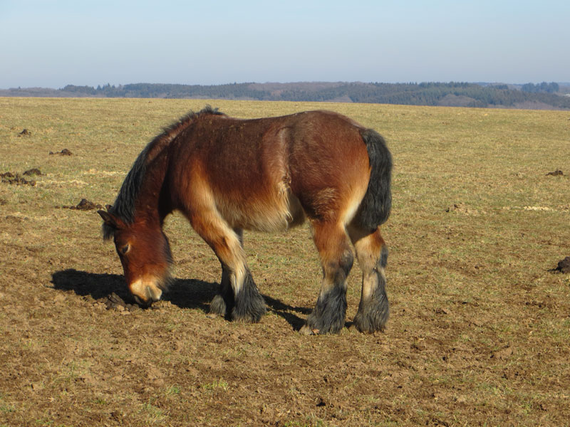 Galina de la Mess