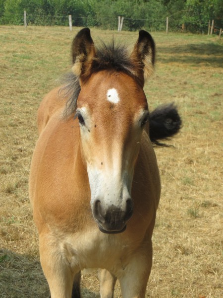 Luna de la Mess
