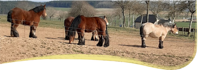 04.Paerd Wiss 290320 intro